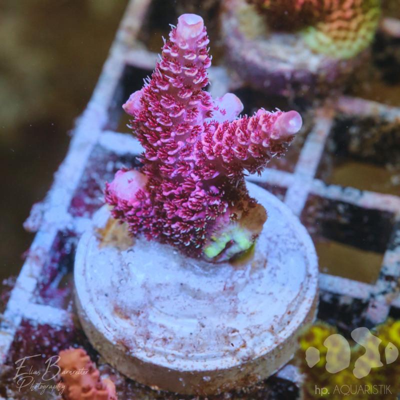 Acropora Millepora Red